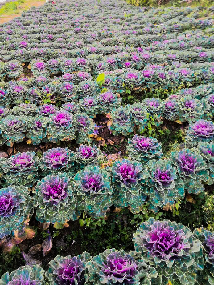 Northern Blossom Flower Farm Atok, Benguet