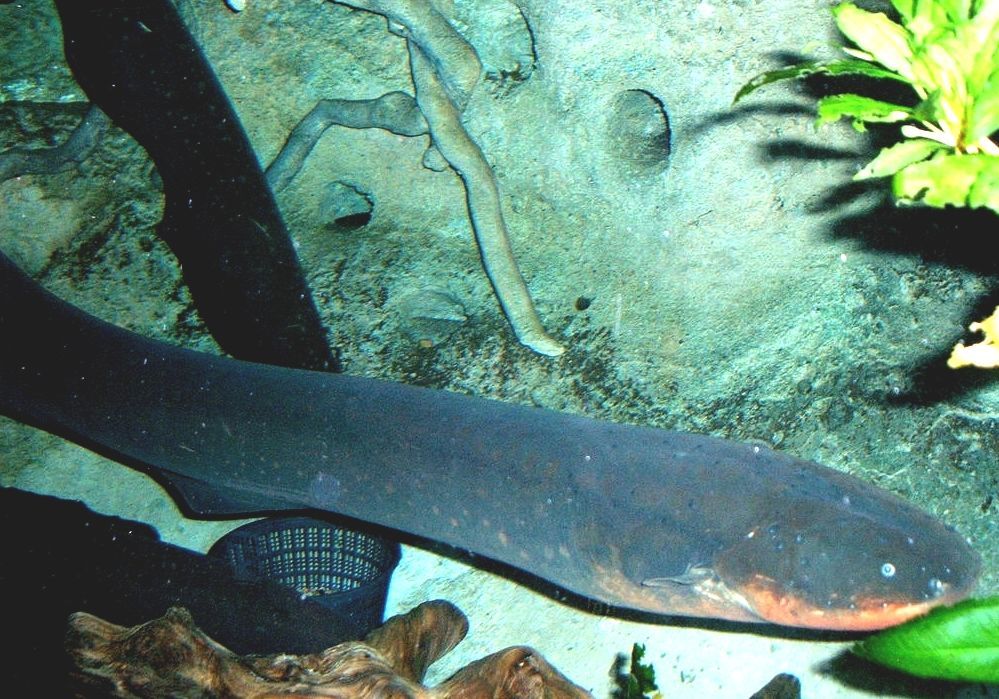 Electric Fish Electrical Fish