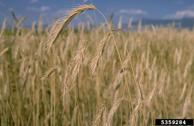 Cultivo de centeno.