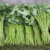 Here Are The Things You Must Know Why KANGKONG Can End Your Life Any Moment