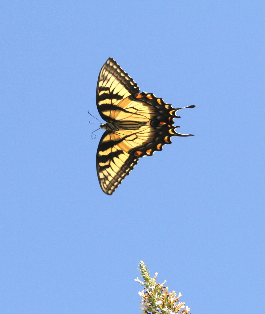 The Sublime Swallowtail Butterfly ~ Kuriositas