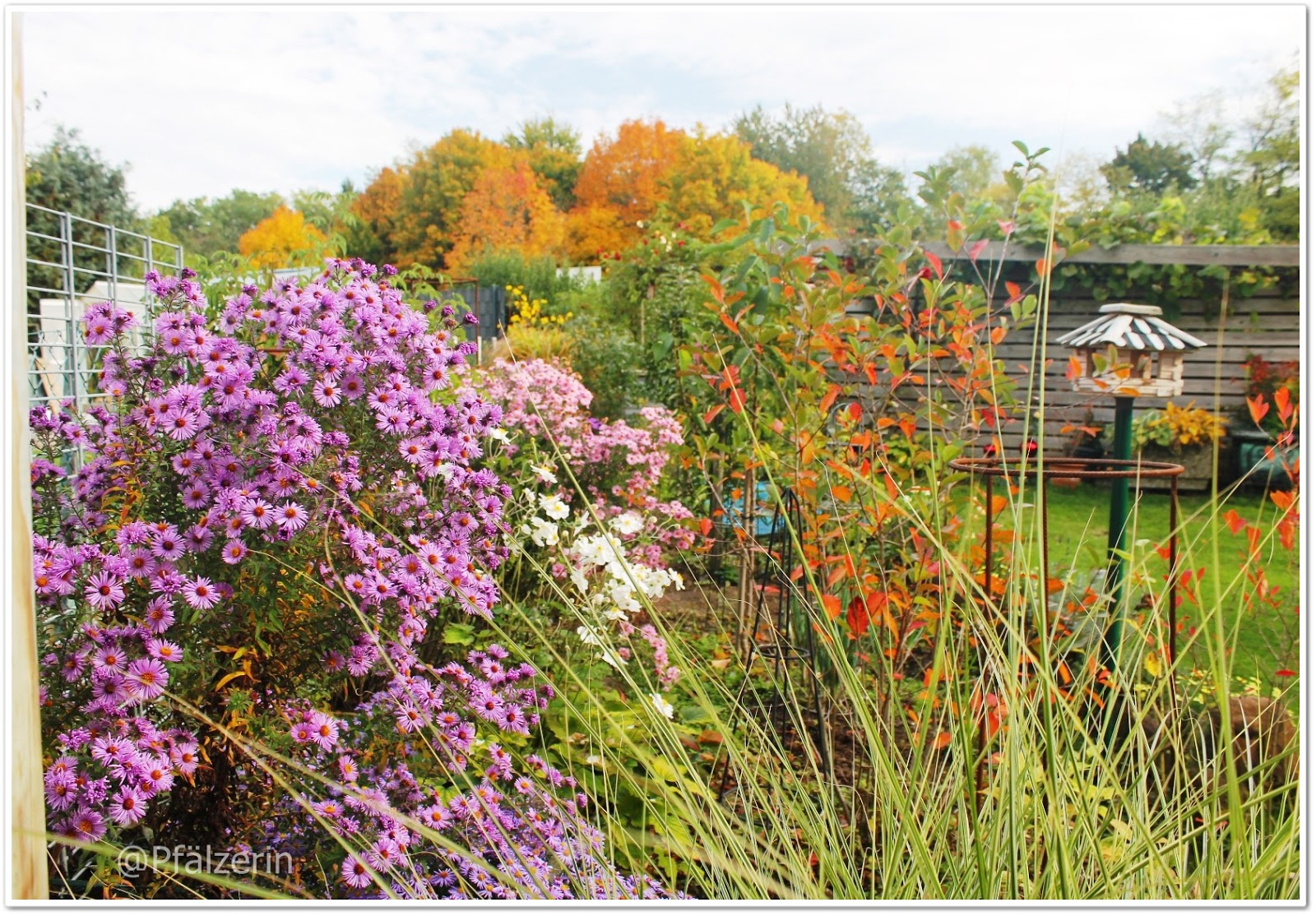 Freude am Garten Goldenes Leuchten Garten im Oktober