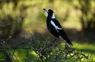 Magpie ("Australischer Flötenvogel")