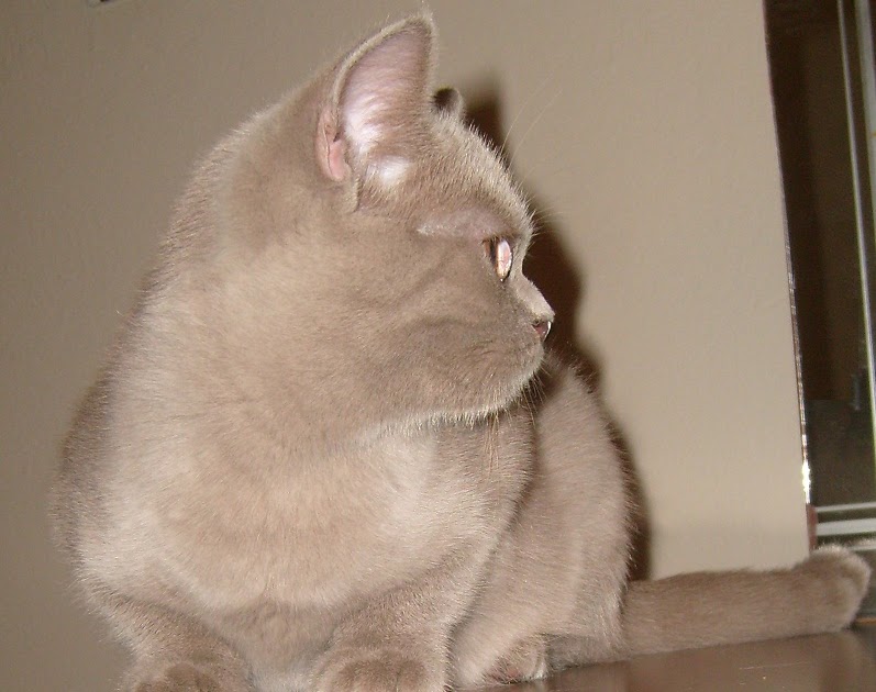 WCF Secereli TÜRKİYE�de doğan ilk Scottish Fold Yavrular British
