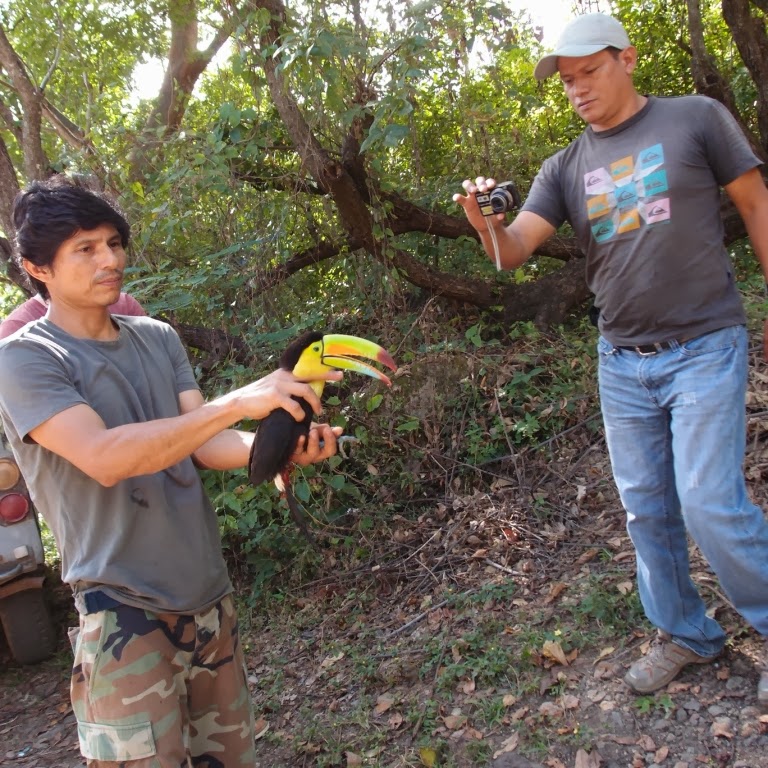 Keel-billed Toucan wild animals