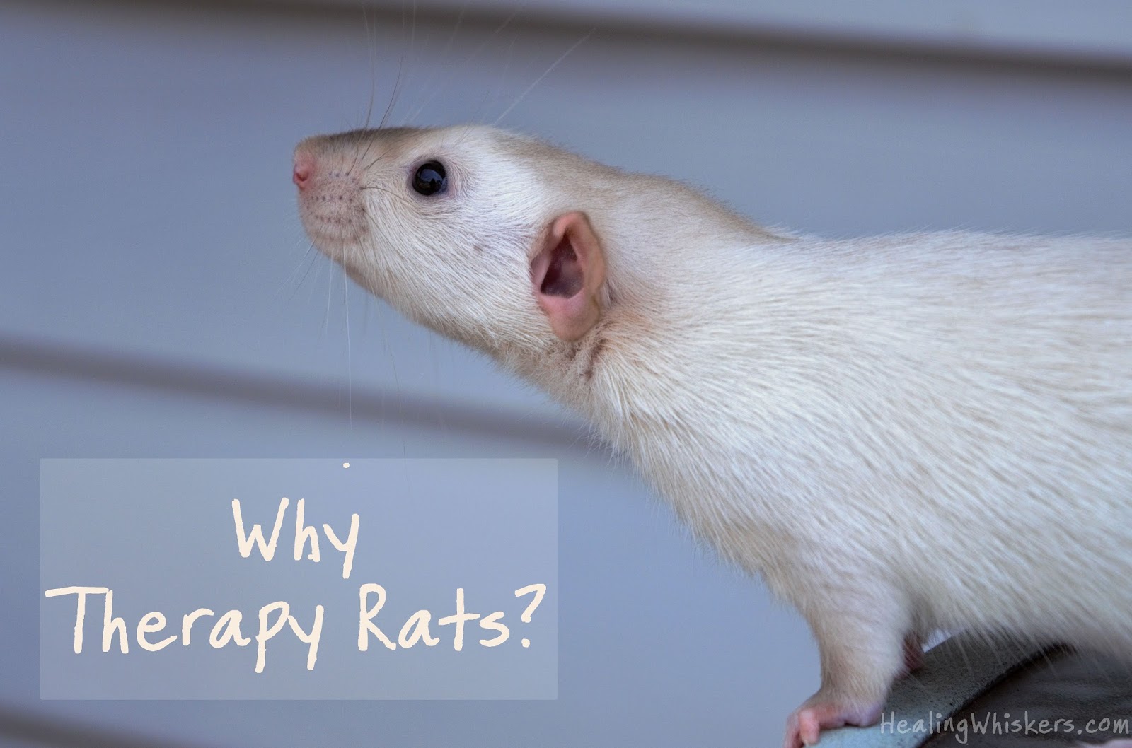 Healing Whiskers Why Therapy Rats?