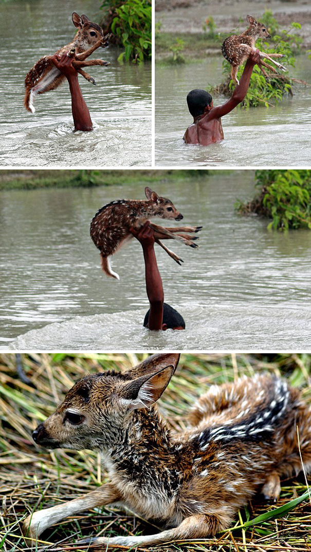 #2 Heroic Boy Risks His Life To Save A Drowning Baby Deer From Floodwaters In Bangladesh - 12 Kids Who’ll Restore Your Faith In Humanity #2 Heroic Boy Risks His Life To Save A Drowning Baby Deer From Floodwaters In Bangladesh - 12 Kids Who’ll Restore Your Faith In Humanity