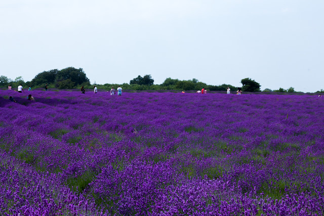Mayfields Lavender Farm on Pull Down The Moon