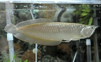 ikan arwana silver