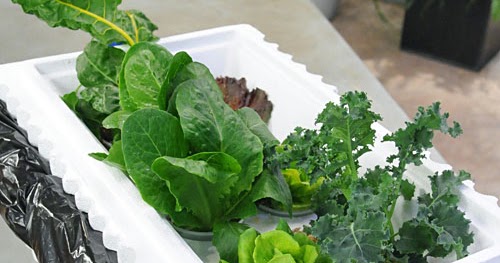 download hydroponics gardening for free download hydroponics gardening for free