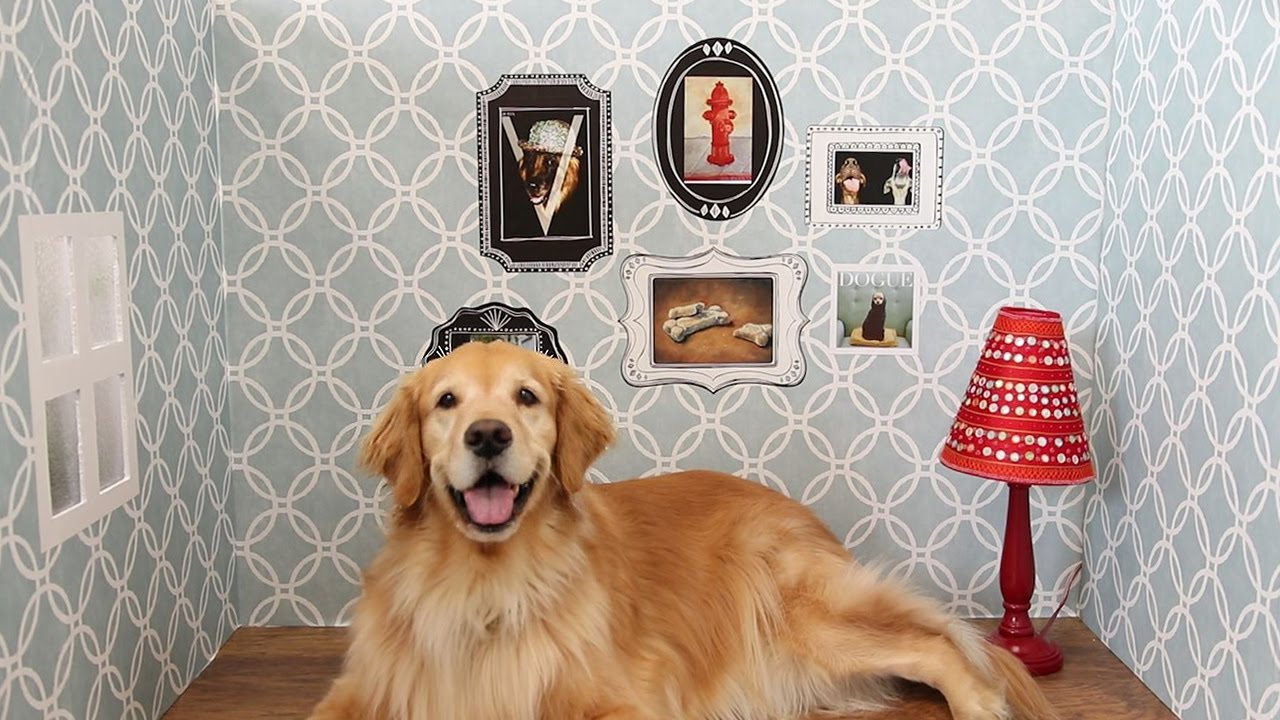 Luxury Apartments for Rent Finding Petfriendly Apartments in Queens NY