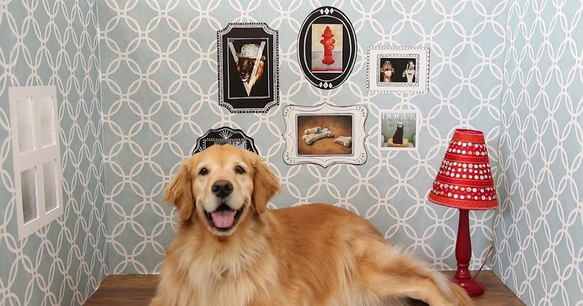 Luxury Apartments for Rent Finding Petfriendly Apartments in Queens NY