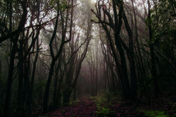 13 Tafsir Mimpi Hutan Menurut Primbon dan Erek Erek