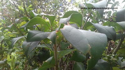 Aligustre árbol (Ligustrum japonica)