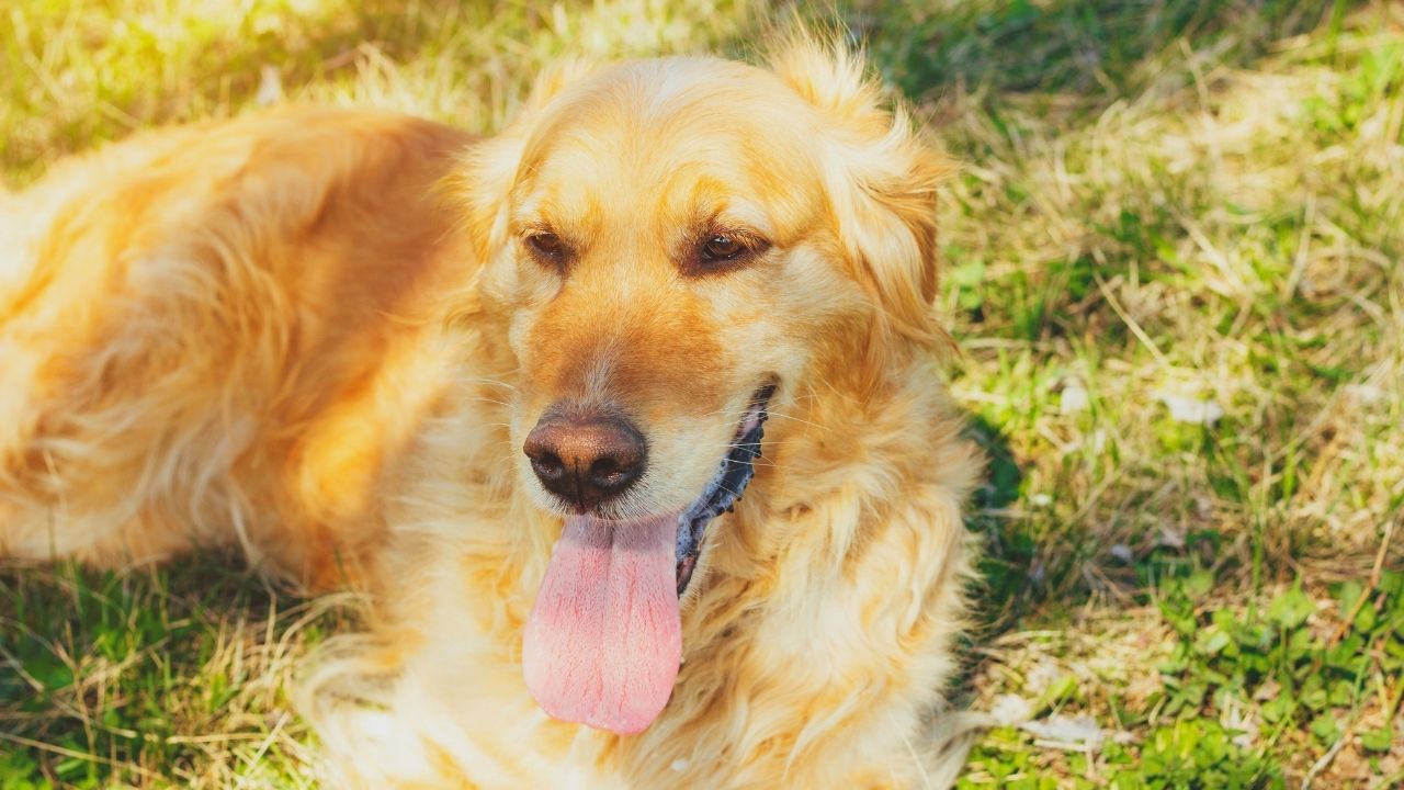 Can Golden Retriever live in Hot Weather?