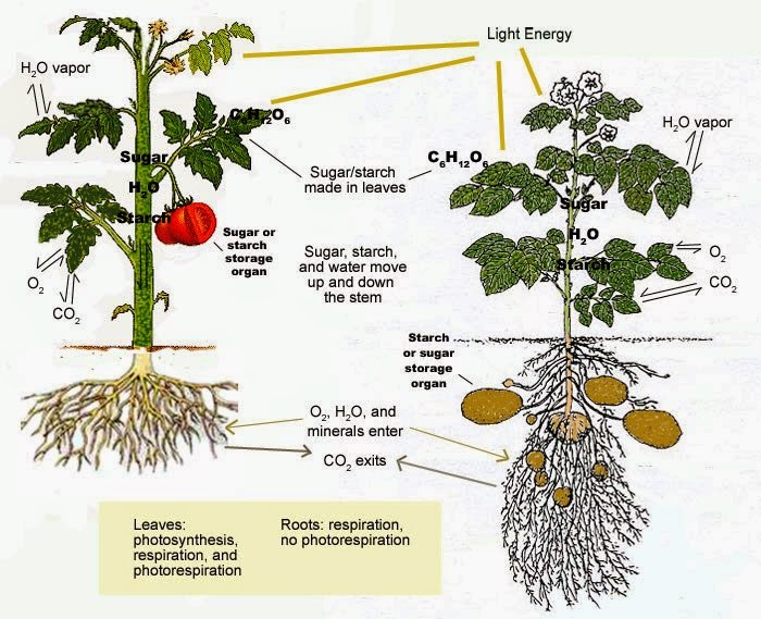 Plant Physiology Quiz on Respiration in Plants | Biology ... zebra body parts diagram 