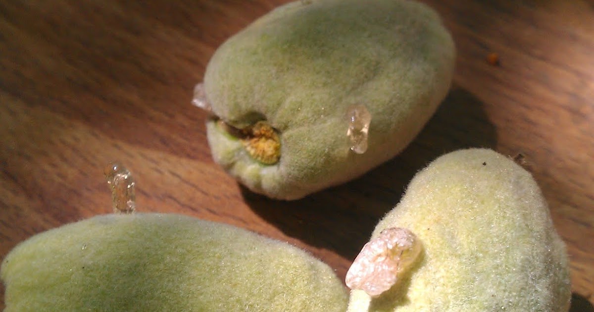 Xtremehorticulture of the Desert: Almond Nuts Dry and Hard. Why?