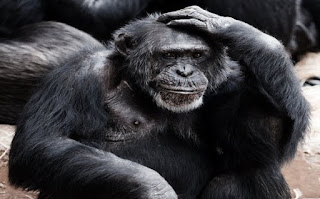 बंदर की जानकारी हिंदी में ▷ some facts about monkey in hindi बंदर की जानकारी हिंदी में ▷ some facts about monkey in hindi