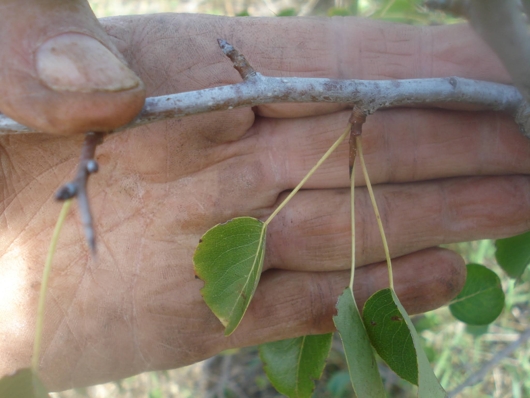 amicidellortodue PERASTRO