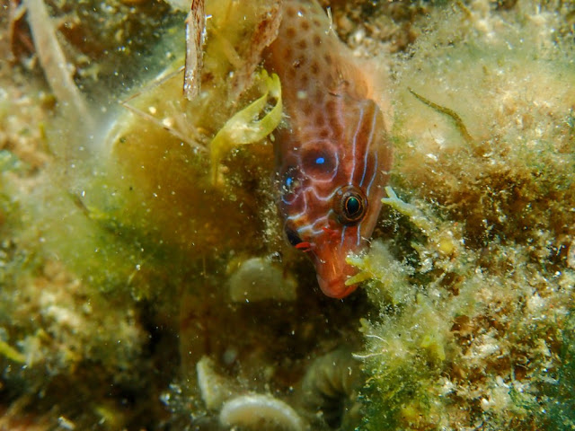 Lepadogaster purpurea Lepadogaster purpurea