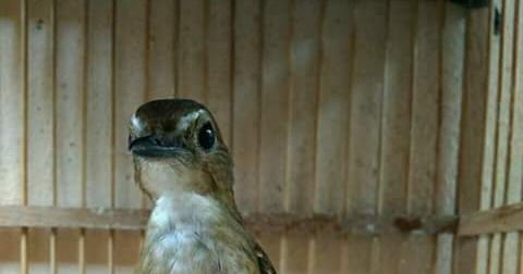 Ciri Ciri Burung Jongkangan Cing Coang Jantan Dan Betina Yang