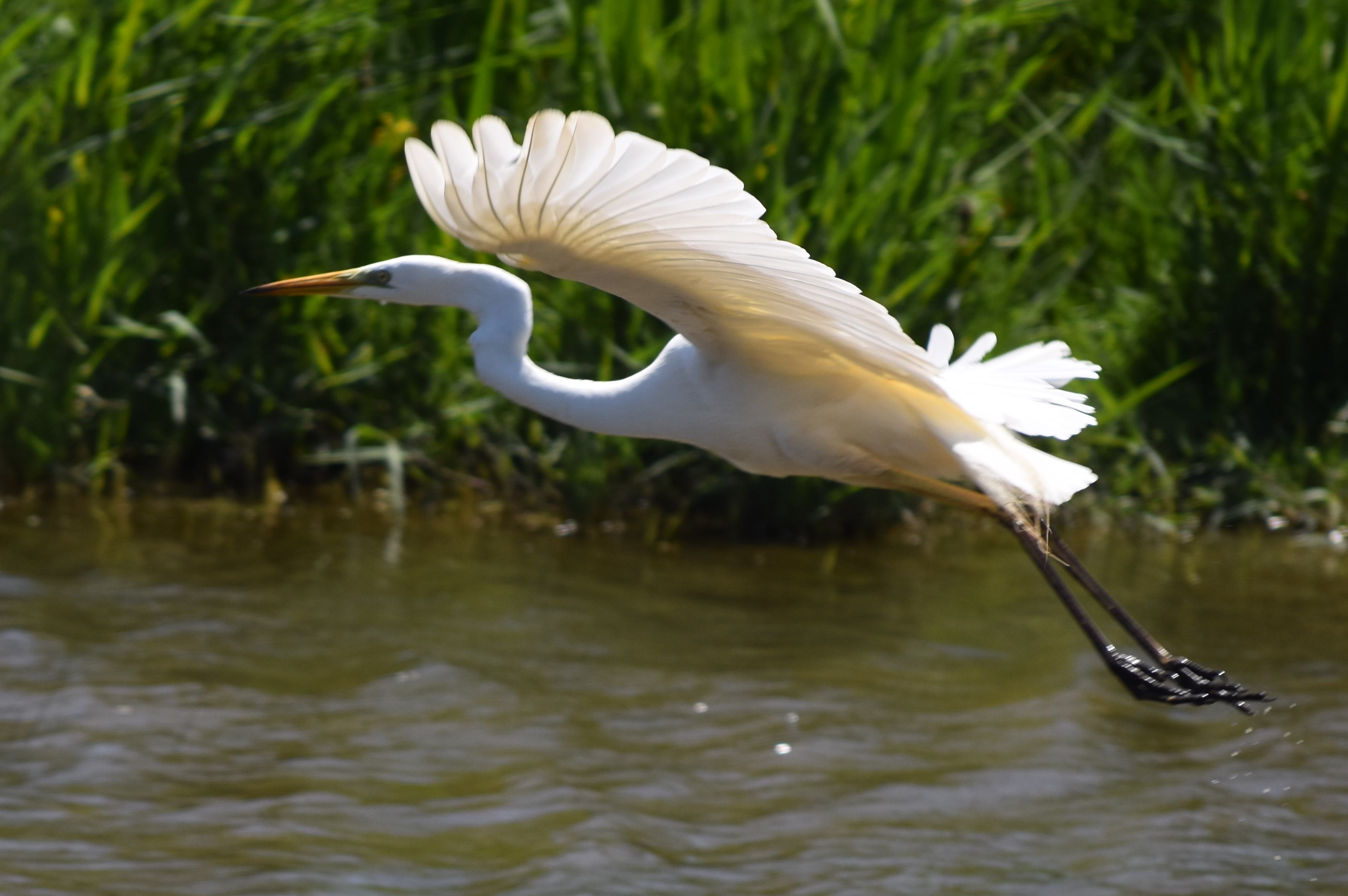 ZOOTOGRAFIANDO (6 100 ANIMALS): GARZA BLANCA / GREAT WHITE EGRET (Ardea