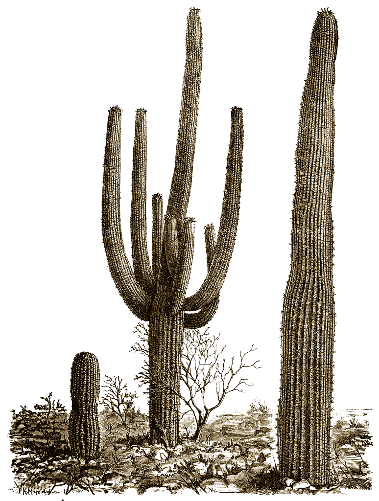 free black and white cactus clipart - photo #19
