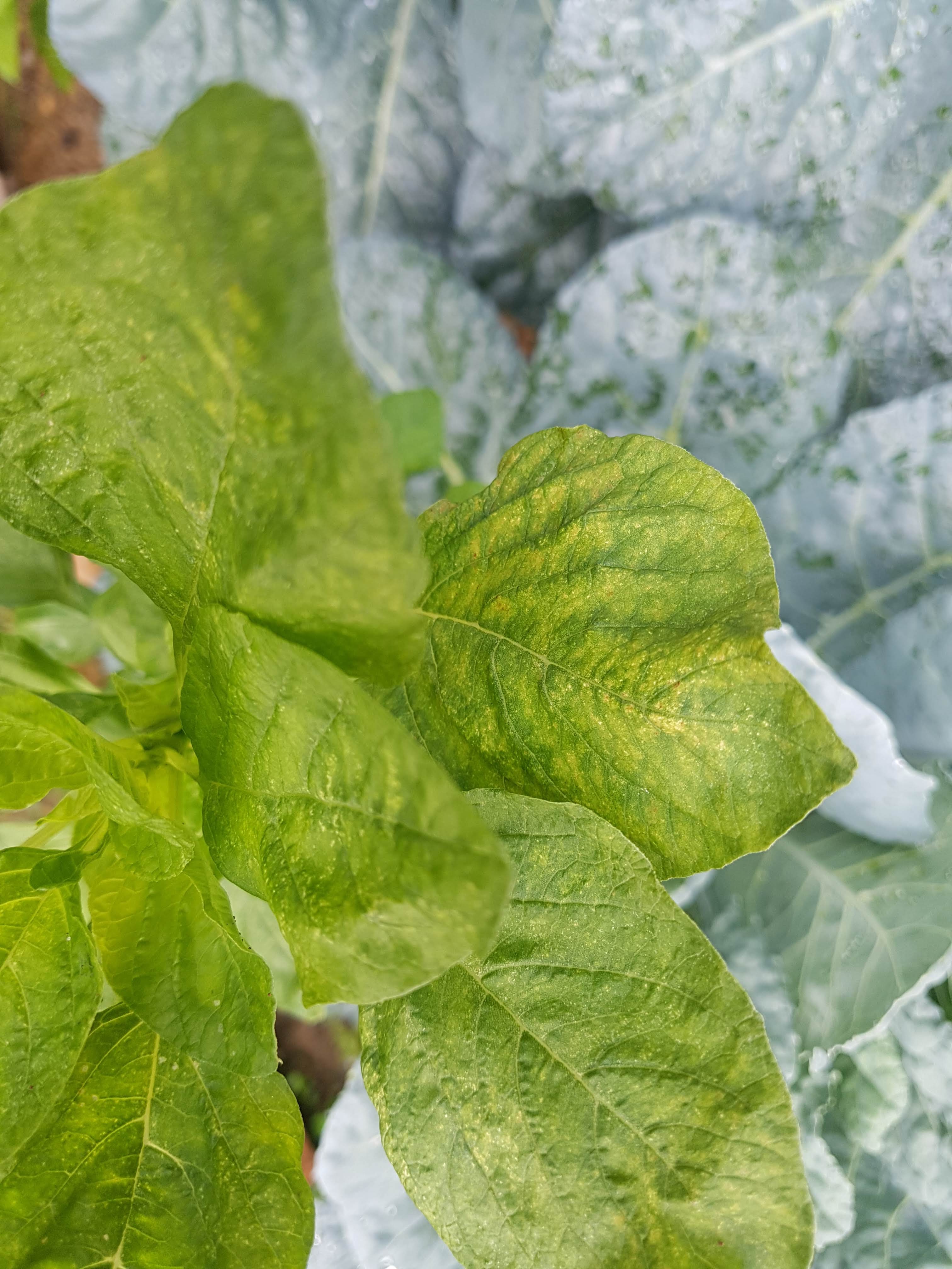 My Farm In The City Yellow spinach leaves