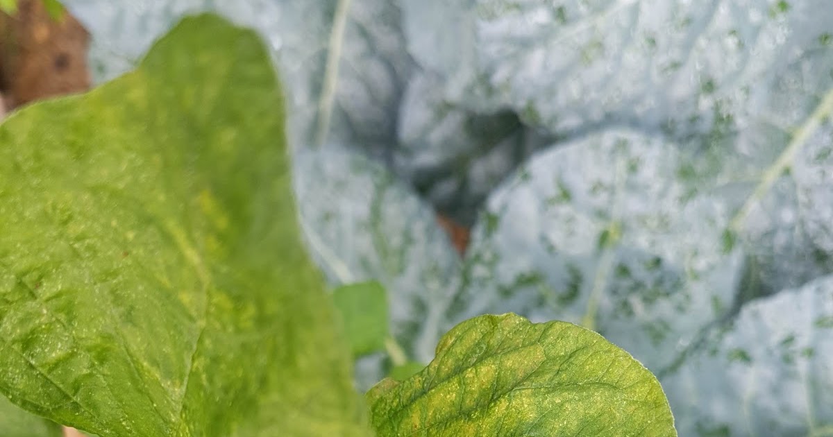 My Farm In The City Yellow spinach leaves