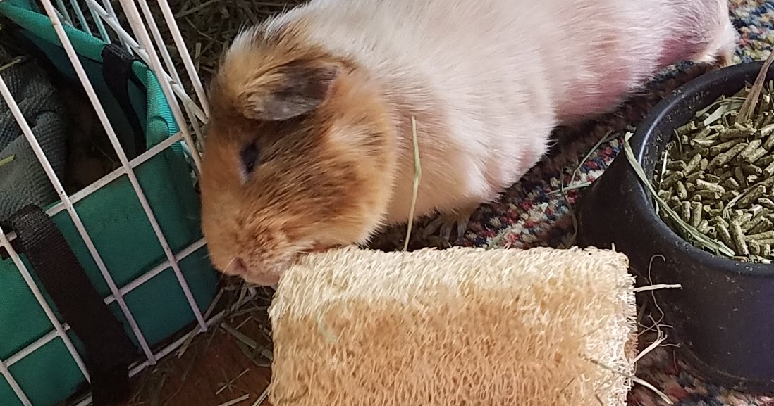 Cavy Savvy A Guinea Pig Blog Guinea Pig Product Review Small Pet
