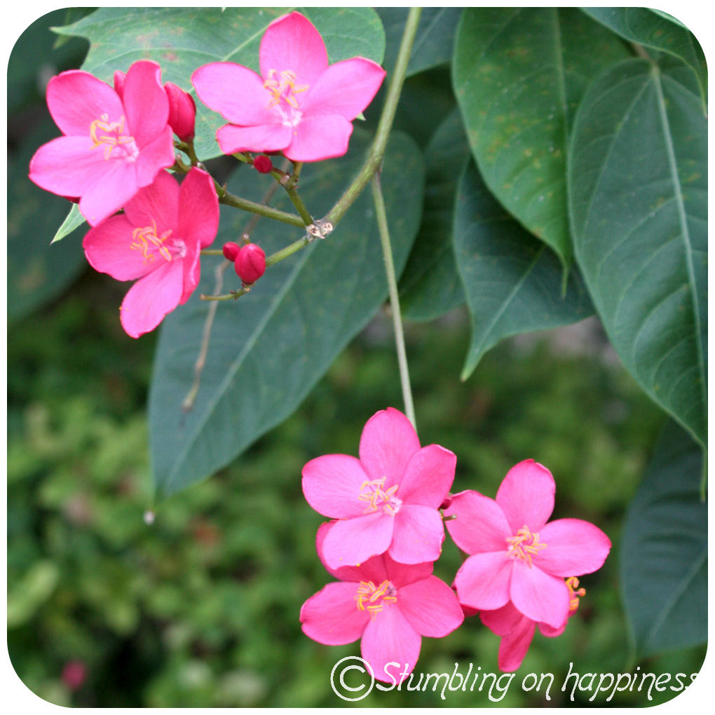 . the expat files . Jamaica Beautiful Flowers