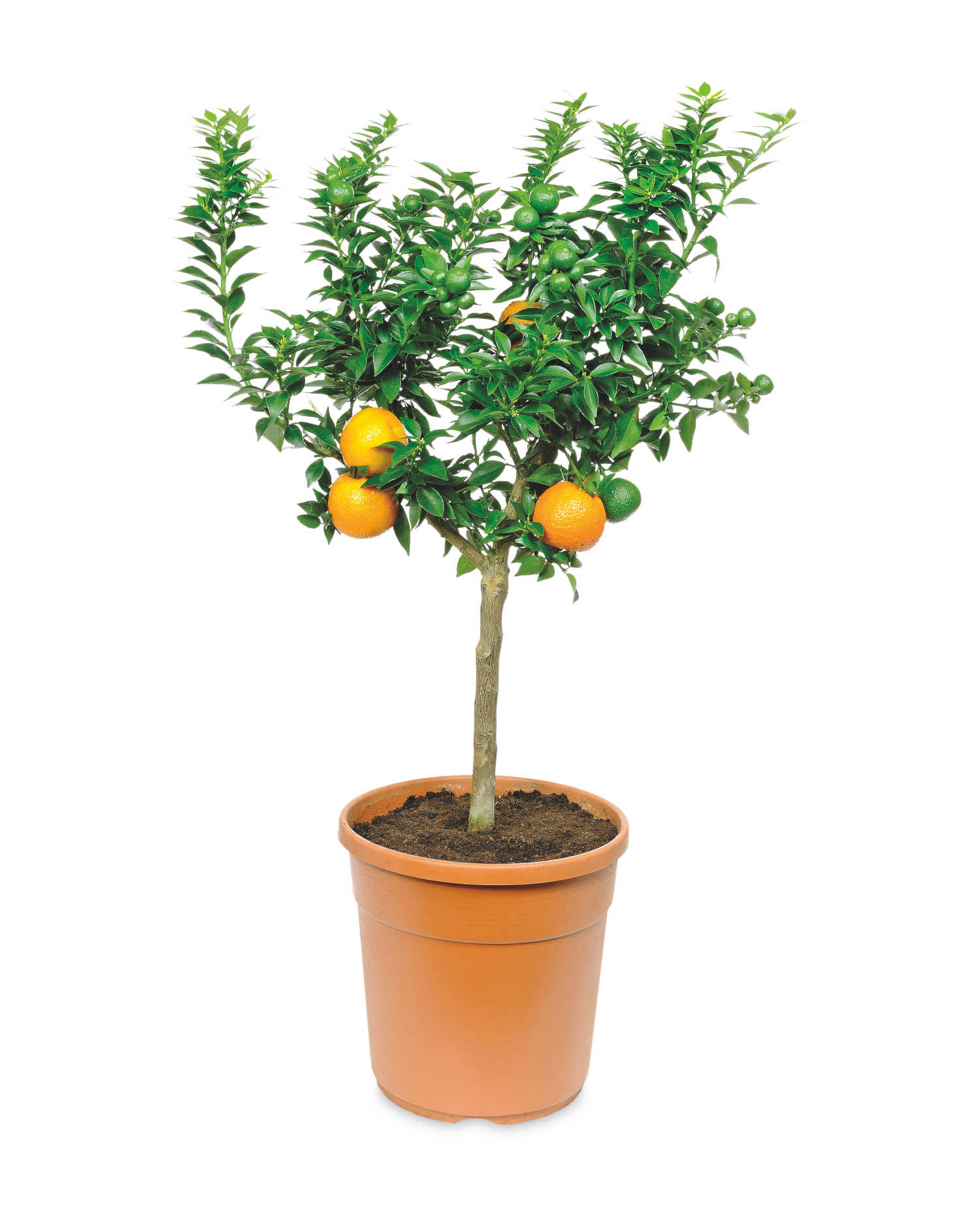 The Green Garden Citrus Plants available in ALDI