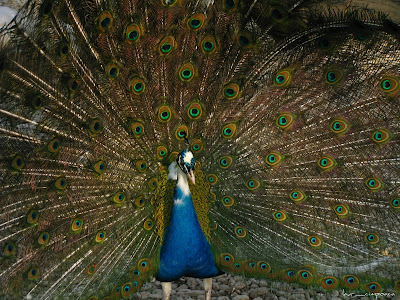 Pauni Peacocks Pfauen Pavos reales