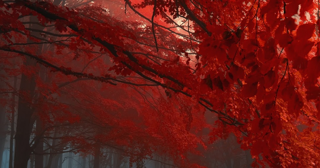 Autumn (Dual Monitor) Wallpaper Engine Free | Download ...