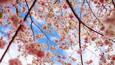 Sakura Flower Aesthetic HD Wallpaper