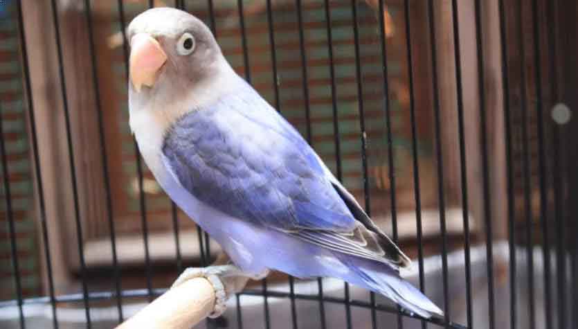Harga Burung Lovebird Lengkap Terupdate Daftar Harga Burung Terbaru