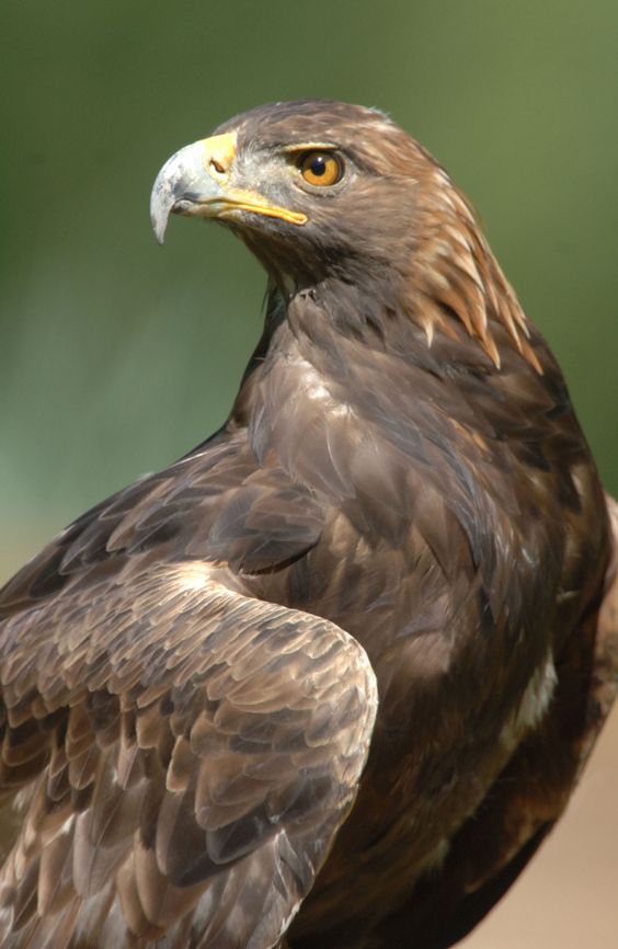 PLAAN : Aguila Dorada - Aquila chrysaetos es el Ave Nacional de Alemania