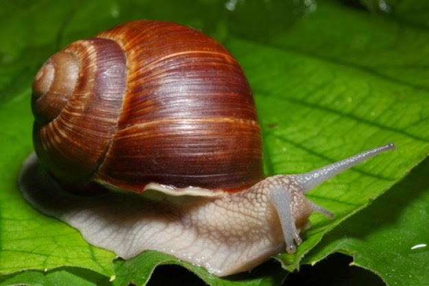 ANIMALES VERTEBRADOS E INVERTEBRADOS 3º CURSO PRIMARIA: Clasificación