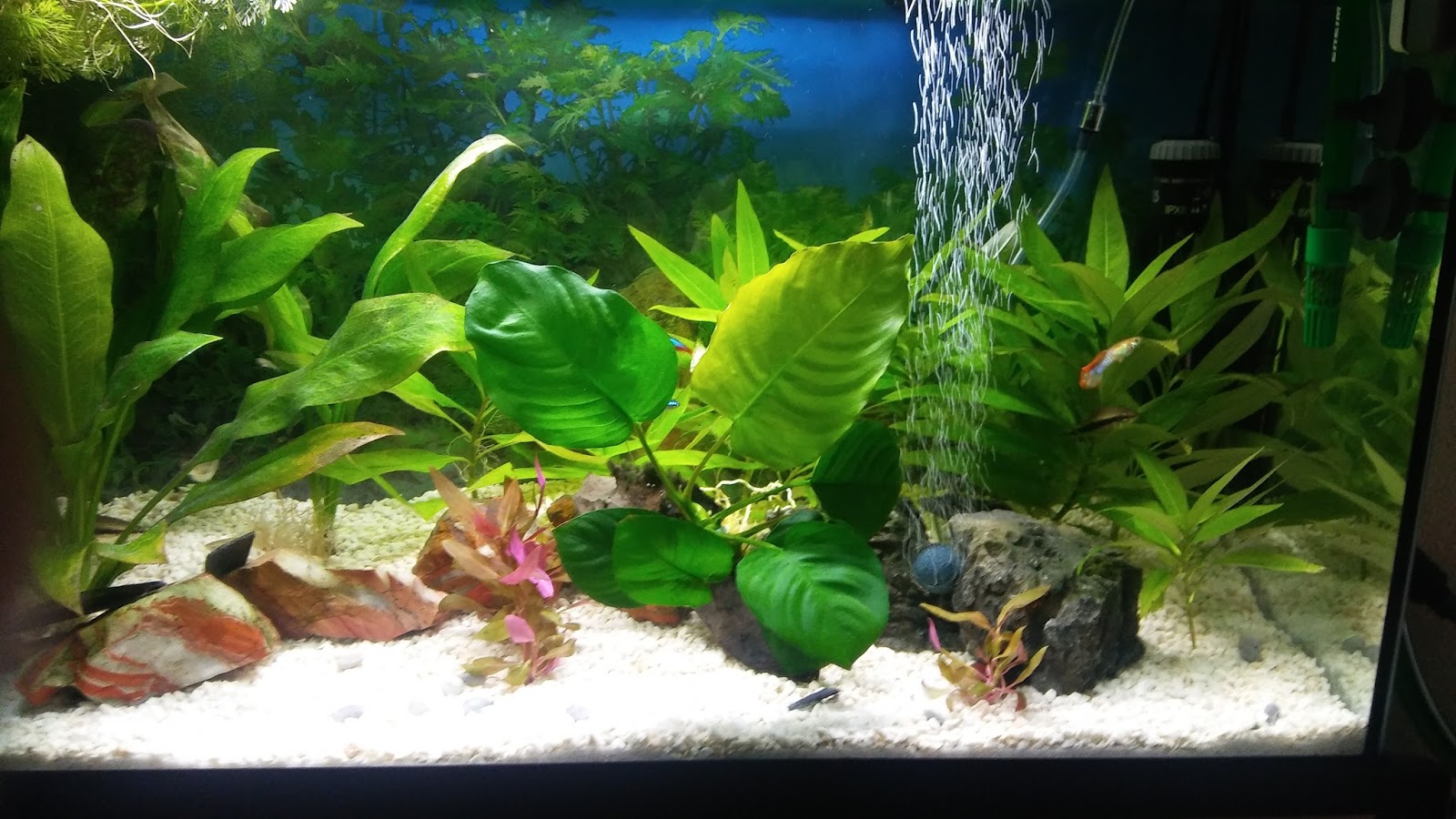 Acuario Plantado