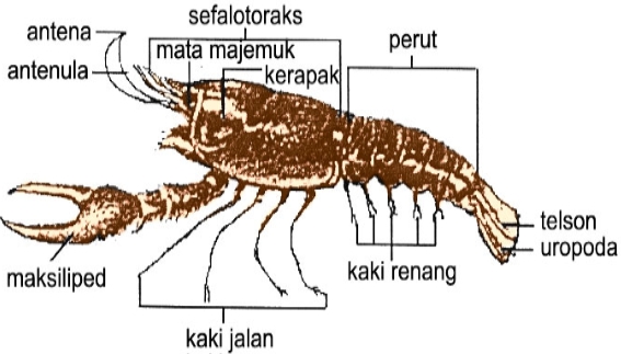 Pengertian dan Ciri Ciri Hewan  Filum Arthropoda  Kelas  