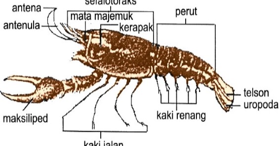 Website Pendidikan