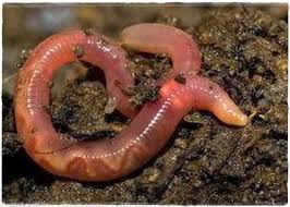 Klasifikasi Cacing Tanah Beserta Morfologinya - Kata Biologiku