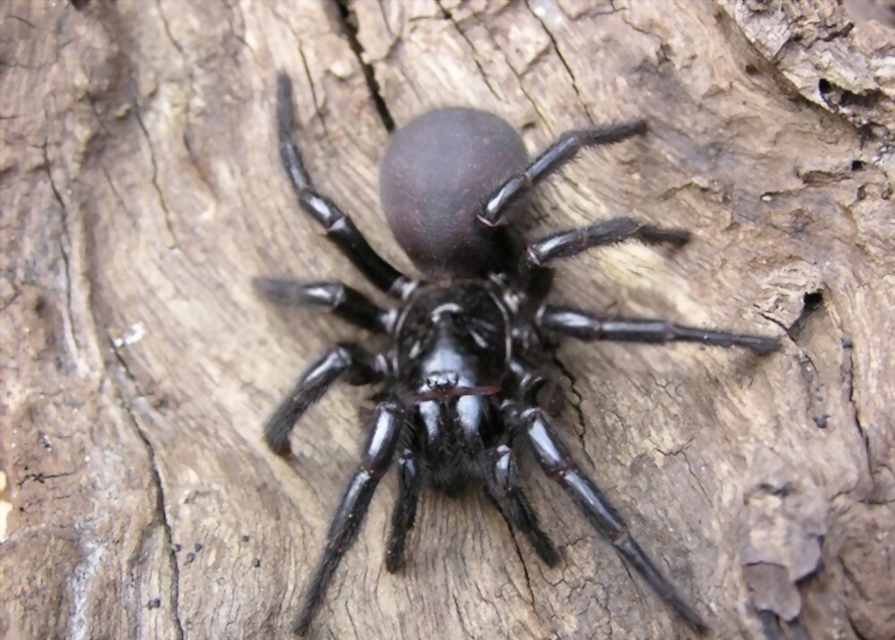 Sydney Funnel-Web Spider: Most beautiful and deadly animal in the world