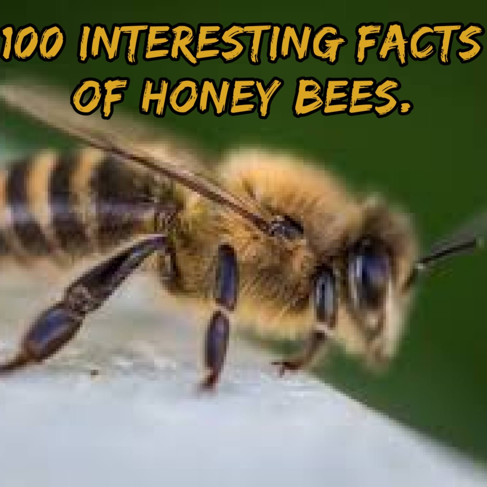 Interesting Facts About Honey Bees Infographic Honey - vrogue.co