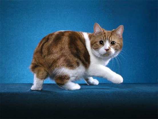 Manx cat was created via the founder effect on the Isle of Man many years ago
