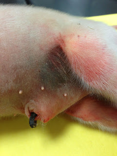Peaches the Pig: February 2013