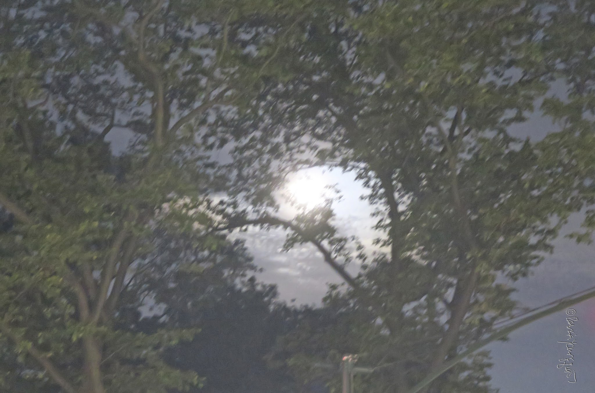 The Last Leaf Gardener Meaning Associated with the "Flower Moon