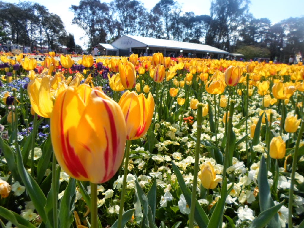 plantshomesgardens Floriade 2014 Canberra Australia
