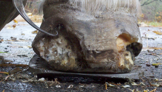 clean trax white line disease clean trax white line disease