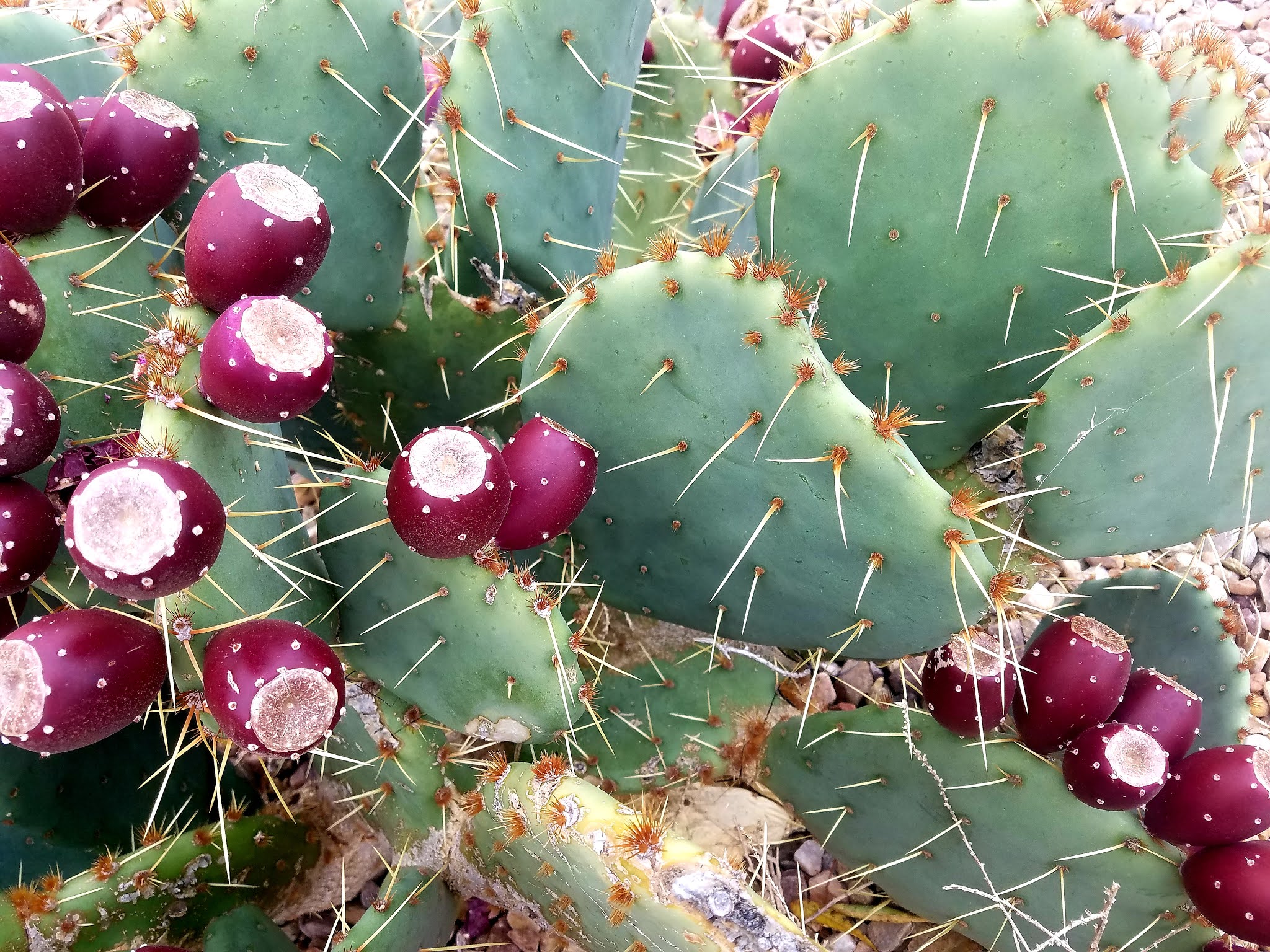 What is prickly pear fruit?